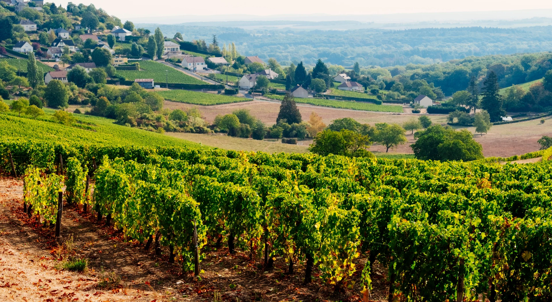 The Finest Wine Regions of the World