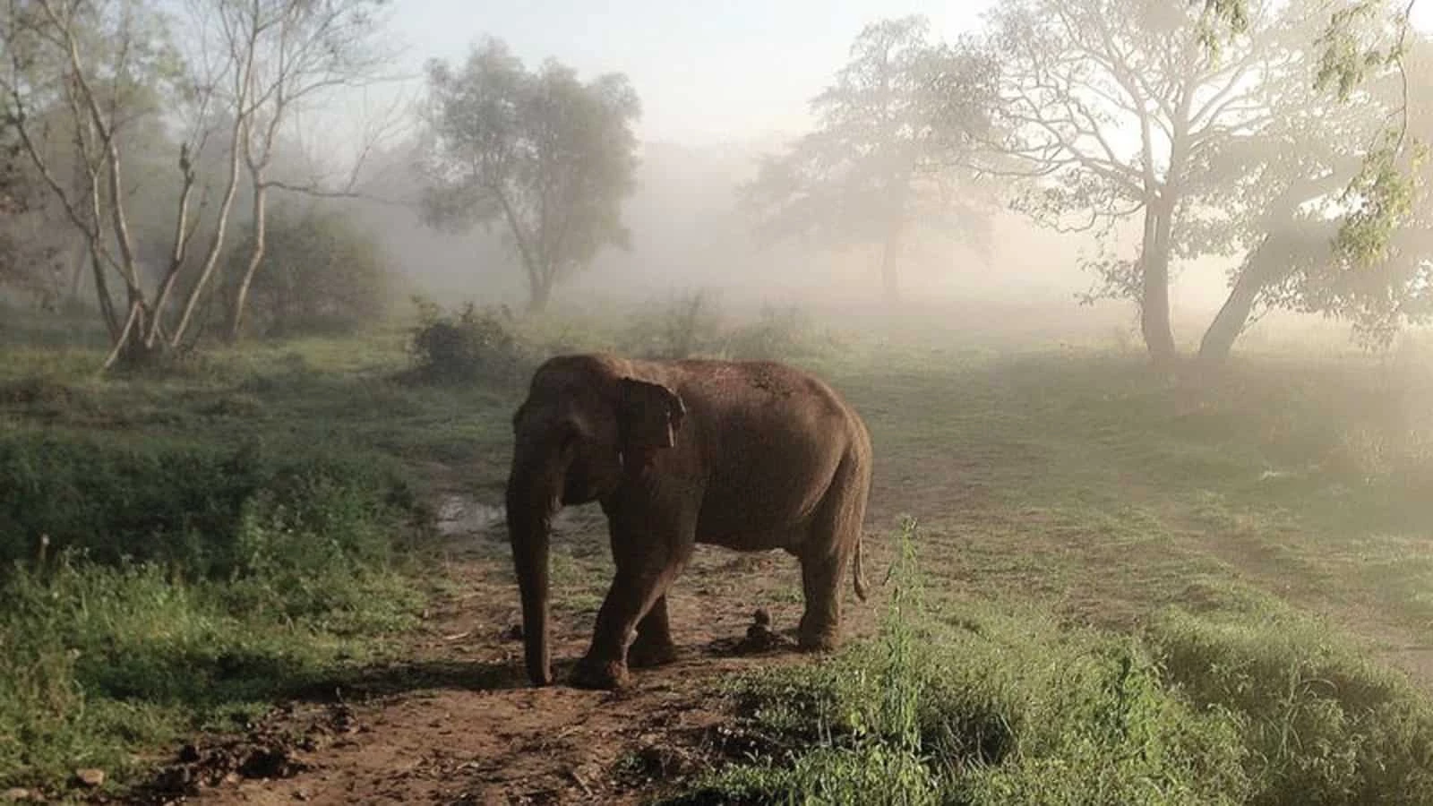 Four Seasons Tented Camp Golden Triangle