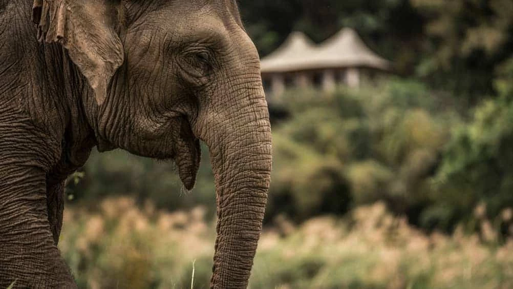Four Seasons Tented Camp Golden Triangle